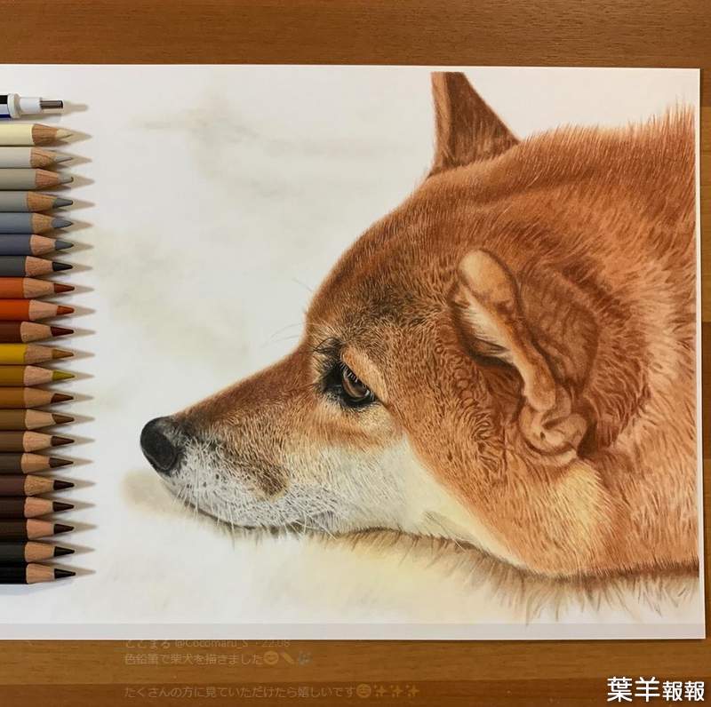 這個有神《網友用色鉛筆繪製的柴犬》不說還以為是在看照片(υ´Д`) | 葉羊報報 - 設計 | 葉羊報報