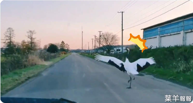 北海道珍奇體驗《被鶴超車》後方突然閃出的身影，好大一隻丹頂鶴就這麼橫斷車道ww | 葉羊報報