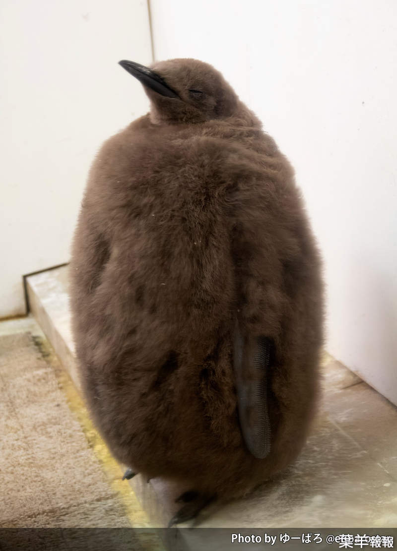 《企鵝這樣登大人》毛茸茸的幼鳥原來是這樣脫去皮草外套才變為成鳥 | 葉羊報報