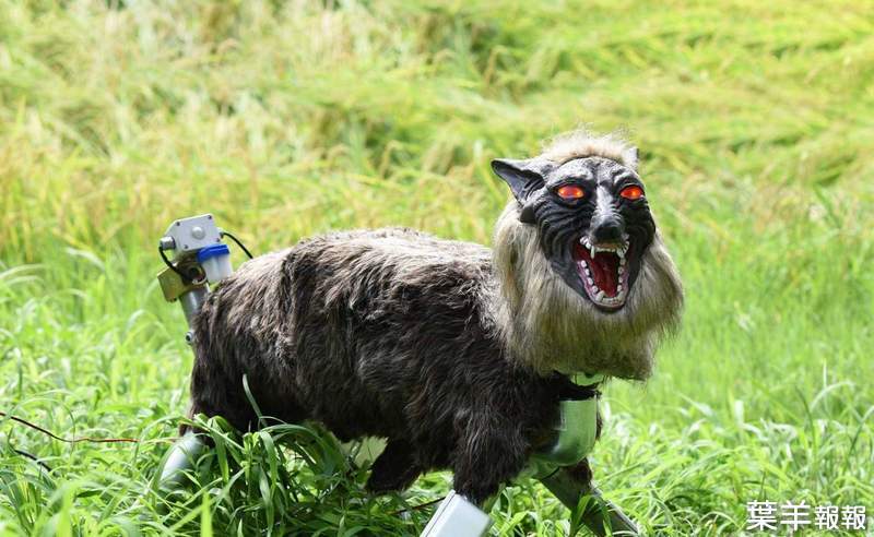 【有片】日本研發《超可怕機器狼》保護作物，嚇退野生動物遠離1公里不敢靠近，小偷也嚇尿 | 葉羊報報