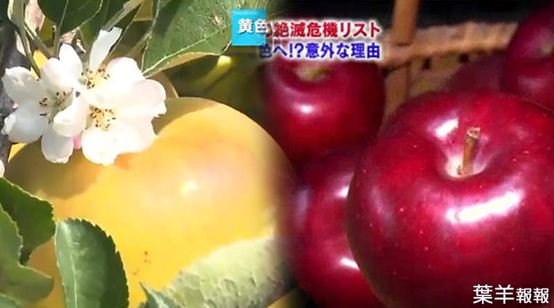 《日本紅色蘋果滅絕危機》要曬到紅通通太麻煩 青森果農都改種黃色蘋果了…… | 葉羊報報