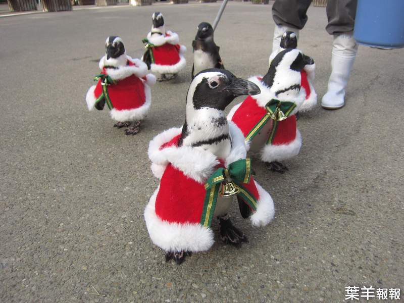 《聖誕企鵝逛大街》日本主題樂園超可愛聖誕活動，今年也萌翻推民惹❤ | 葉羊報報