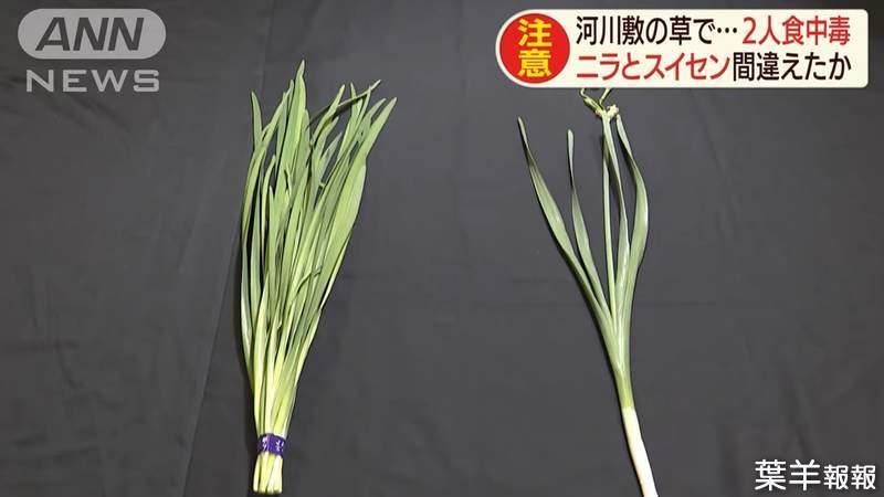 《誤把水仙當韭菜》日本食物中毒事件頻傳 路邊的植物不要隨便撿來吃…… | 葉羊報報