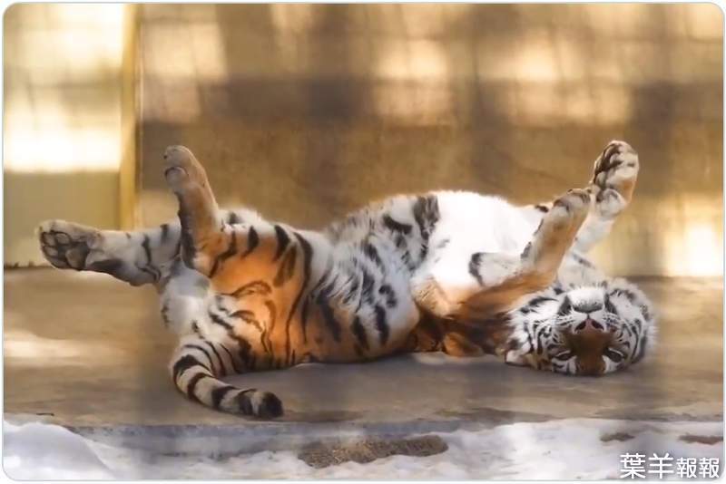 大貓無誤《睡到翻肚的西伯利亞虎》毫無防備的仰天睡姿可見動物園生活有多舒適ww | 葉羊報報