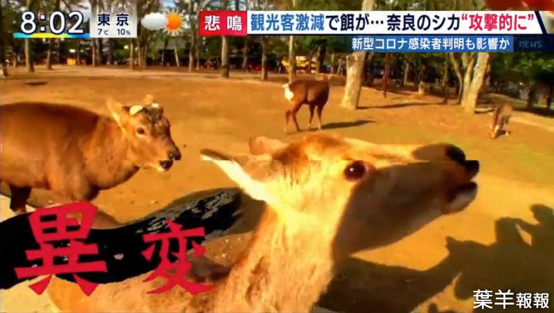 《觀光客消失的京都與奈良》武漢肺炎疫情讓知名景點空蕩蕩 鹿群搶食仙貝狂暴化 | 葉羊報報