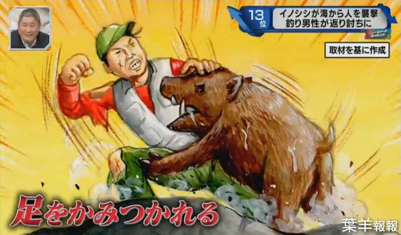 《日本釣客大戰野豬》追蹤野豬游泳渡海之謎 游泳找食物意外碰上勇猛大叔…… | 葉羊報報