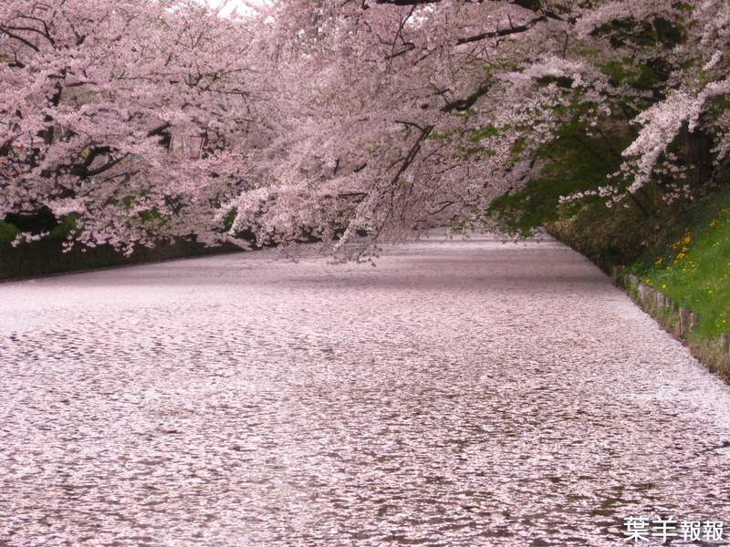 花季尾聲絕景《櫻花海》散落水面的櫻花花瓣彷彿粉紅絨毯鋪滿河川... | 葉羊報報