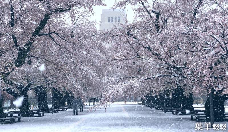 肺炎疫情下的奇蹟美景《東京出現櫻花雪》櫻花滿開後的積雪美景，或許一生就這麼一次... | 葉羊報報