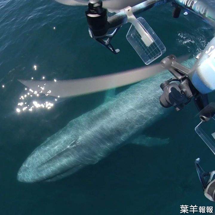 直擊！《生態學家用無人機拍攝鯨魚噴水畫面》哈補啾~我一直在想那個是不是噴嚏(誤) | 葉羊報報