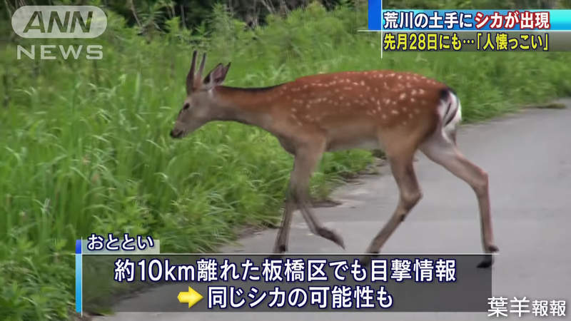 《東京荒川抓鹿大作戰》媒體大陣仗鄉民看熱鬧 一頭鹿搞得警察疲於奔命還是抓不到 | 葉羊報報