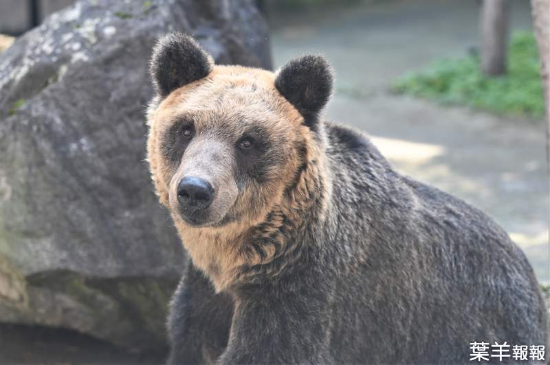 《母親被人類殺死的棕熊》旭山動物園的人氣棕熊介紹文引發推特話題 | 葉羊報報