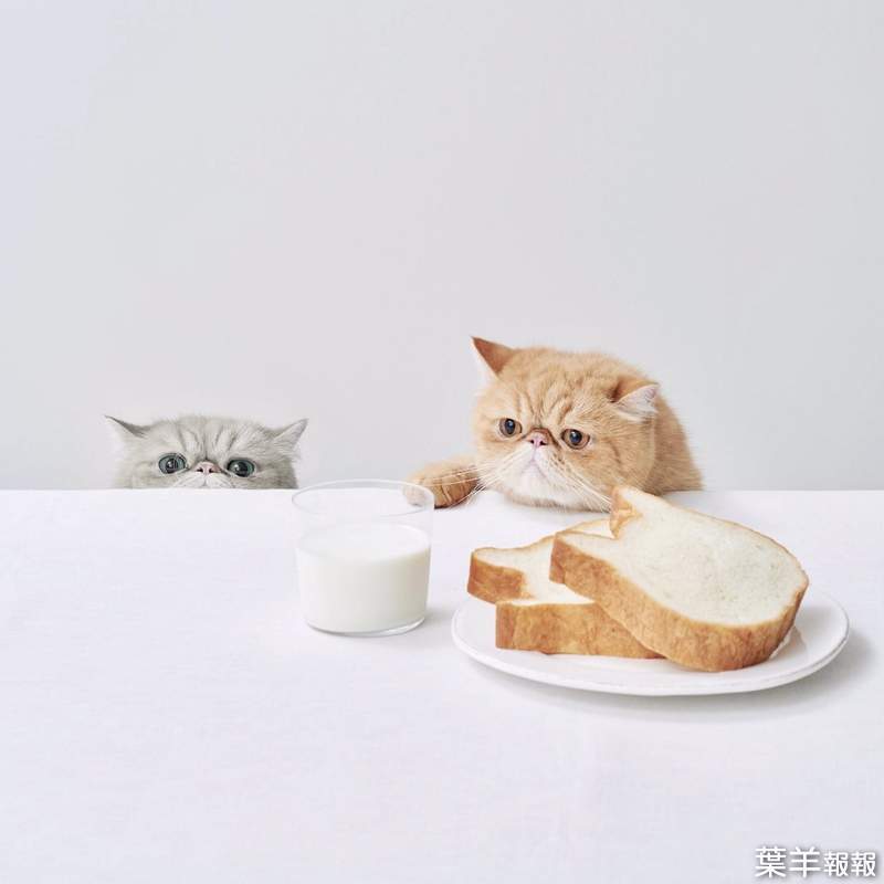 貓奴樂園《貓的洋菓子店》滿滿貓咪造型麵包甜點，讓你一進去就無法空手出來(ↀДↀ)✧ | 葉羊報報