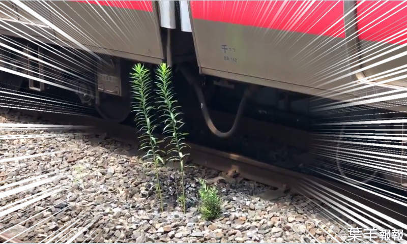 車站奇景《電車冷氣水灌溉出的植物》各種巧合下的產物意外成為電車迷聖地 | 葉羊報報