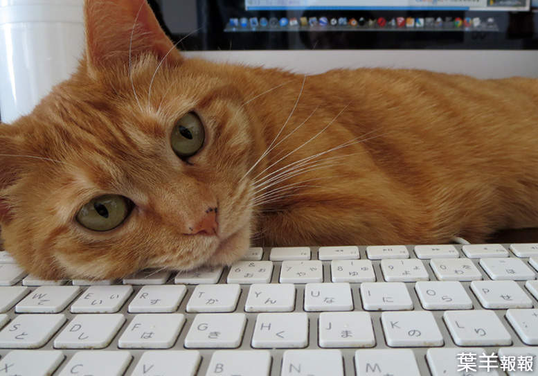 推特話題《有電腦的好處》「可以被貓療癒」「貓能睡的地方變多」超謎意見續出... | 葉羊報報