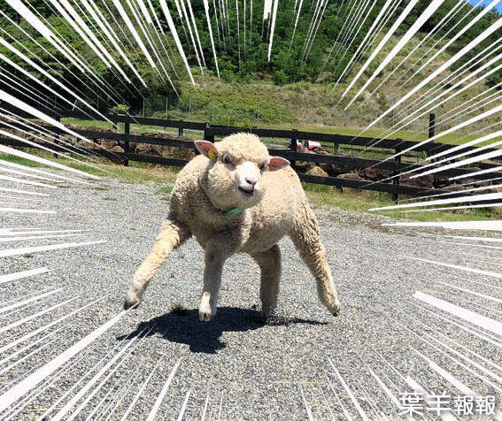 威風凜凜《兩足步行肌肉羊》這是動物之鬪下一波的DLC新角色嗎(誤) | 葉羊報報