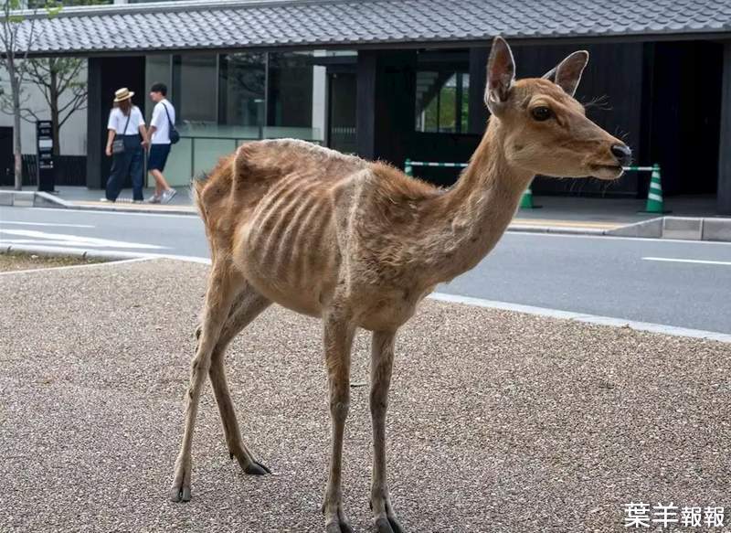 日媒報導奈良鹿《鹿仙貝依存症》觀光客大減變超瘦，實際在當地看到的真是如此嗎？ | 葉羊報報