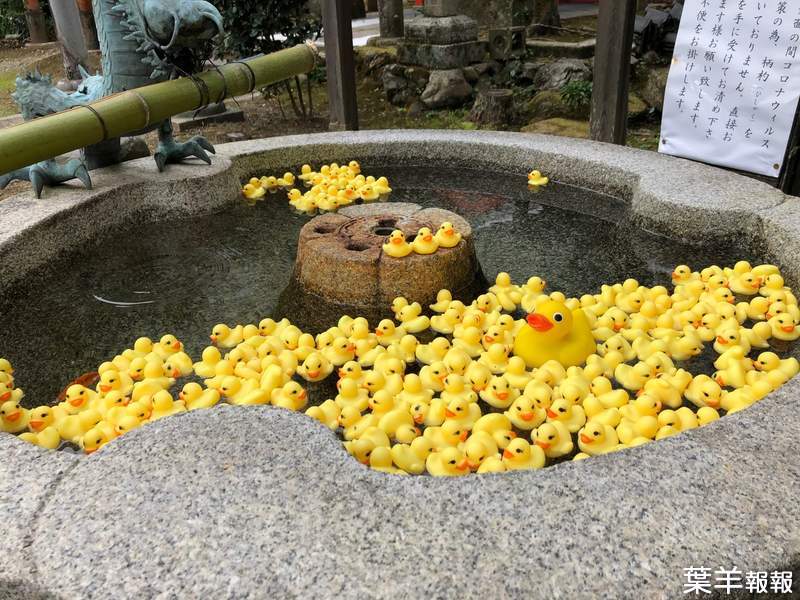 京都粟田神社《小鴨手水》黃色小鴨佔據的手水舍，要來跟大流行的花手水比拚❤ | 葉羊報報