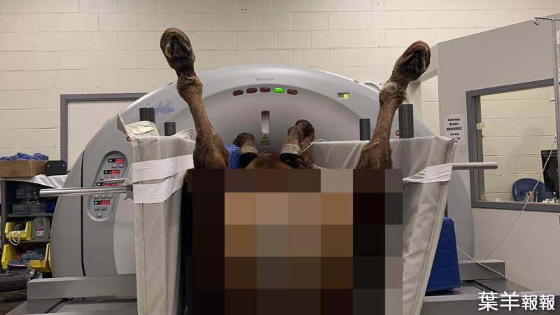 《不尊重基本的馬權》獸醫讓馬W字開腿照CT 被罵散播猥褻圖片爆發議論 | 葉羊報報