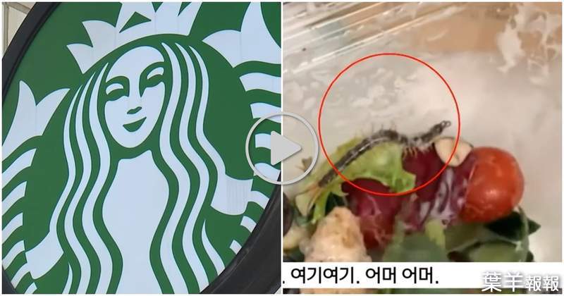 好噁～《蜈蚣在沙拉上蠕動》　韓國星巴克回應令顧客傻眼⊙▂⊙　「外帶食安出問題」就該消費者自行負責嗎？ | 葉羊報報