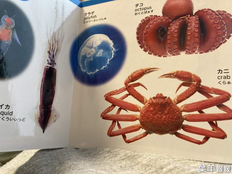 《詭異的海洋生物圖鑑》為什麼章魚和螃蟹是熟的？大創童書讓讀者滿頭問號 | 葉羊報報