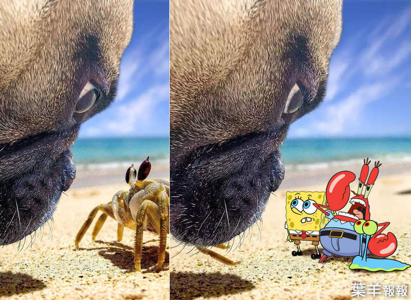 PS改圖大賽《沙灘上的狗與螃蟹》各路大神發揮創意每張P圖都超有梗 | 葉羊報報