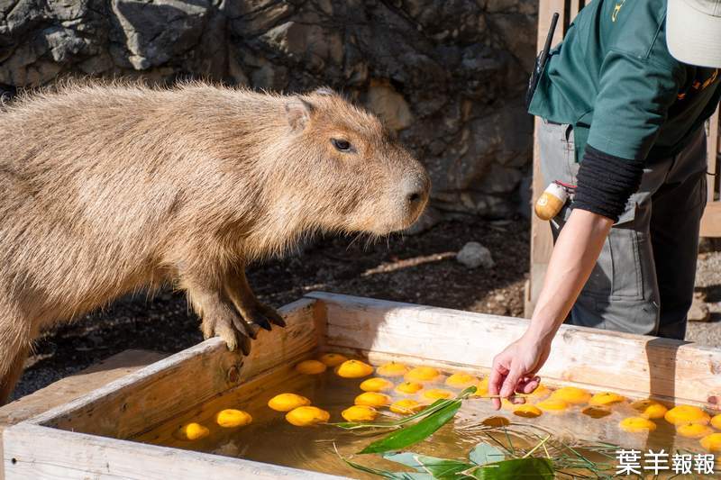 《堅持不想泡澡的水豚》日本冬至泡柚子湯傳統 遊客們等了一個多小時希望落空 | 葉羊報報
