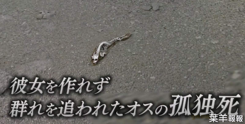《交不到女朋友而孤獨死》南極海豹骨骸的悲哀真相 日本網友們彷彿看到了未來的自己 | 葉羊報報