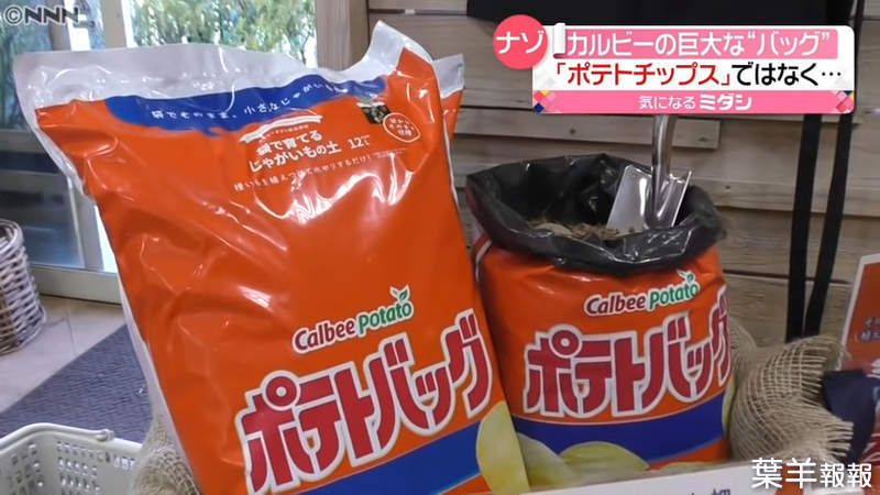 《日本話題特大包洋芋片》想吃卡樂比洋芋片嗎？請你先從馬鈴薯開始種 | 葉羊報報