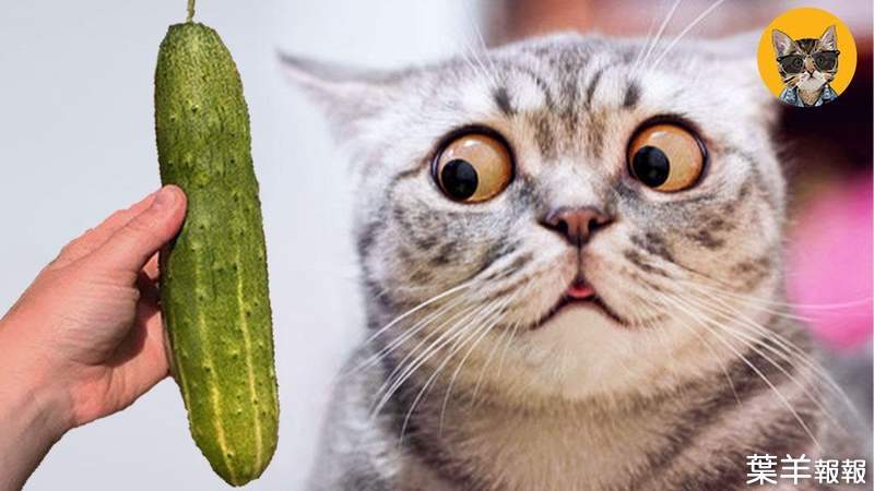 喵的恐怖遊戲《惡魔黃瓜》玩家要扮演一隻家貓躲過重重黃瓜逃出生天的遊戲 | 葉羊報報