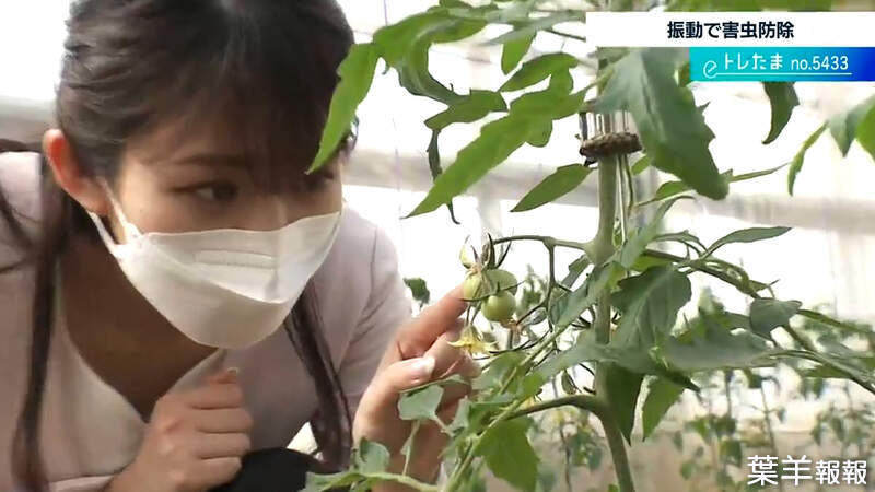 《日本最新無農藥驅蟲法》利用震動讓害蟲不能安靜吃東西 有效驅除７成預計明年啟用 | 葉羊報報