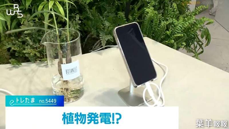 《日本植物發電實驗》替植物澆水還能順便幫手機充電？這個綠能真的有夠綠 | 葉羊報報