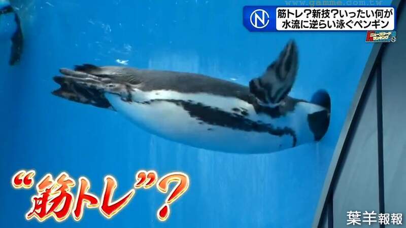 《一直想往洞裡鑽的企鵝》日本水族館怪現象大流行 企鵝之間掀起了重訓熱潮？ | 葉羊報報