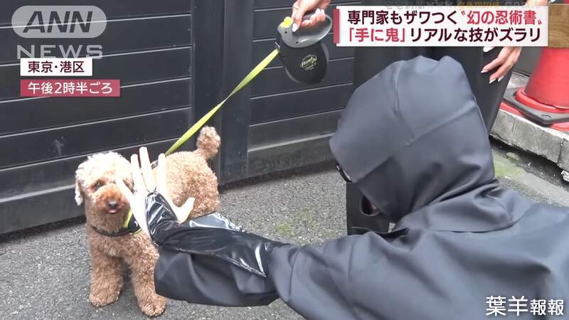 《日本忍術秘笈新發現》忍者秘傳讓狗不叫的絕招？實際找狗測試的結果是…… | 葉羊報報
