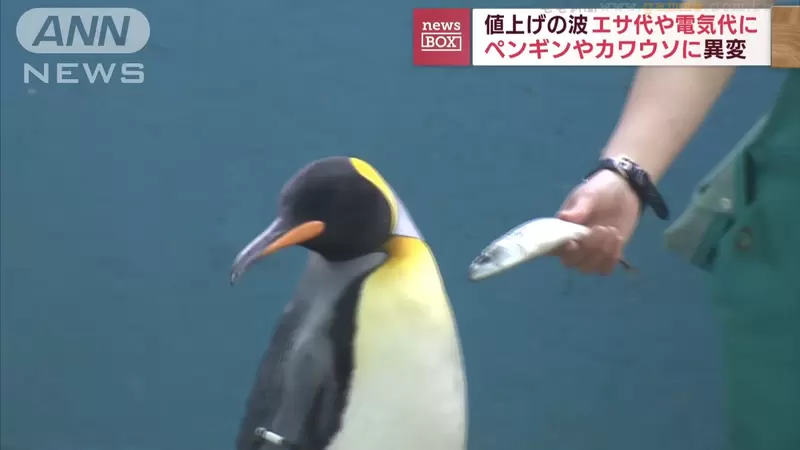 《企鵝挑食不吃便宜的魚》物價上漲也影響水族館動物 飼育員努力勸牠們張嘴超辛苦 | 葉羊報報