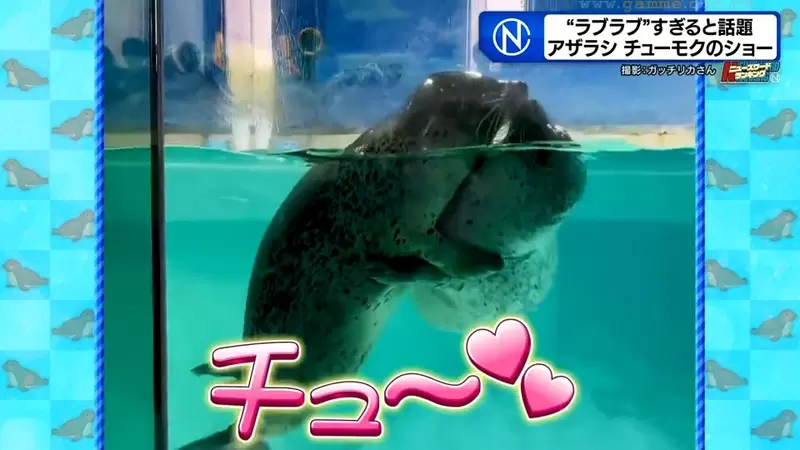 《超愛擁吻的海豹》日本水族館超可愛海豹秀爆紅 牠們喜歡親親的理由是…… | 葉羊報報