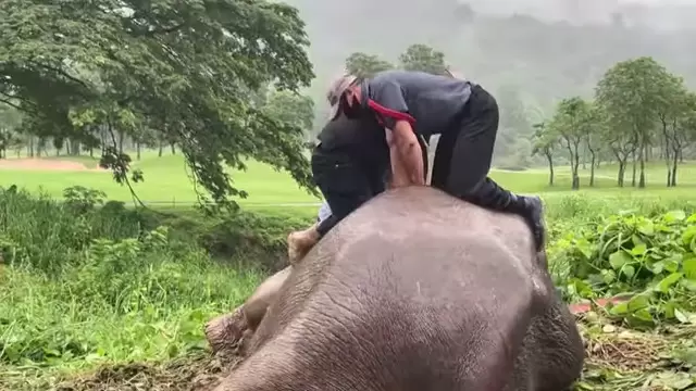 《泰國大象救援行動》小象跌落水溝，大象媽媽失去意識救援人員用CPR急救 | 葉羊報報