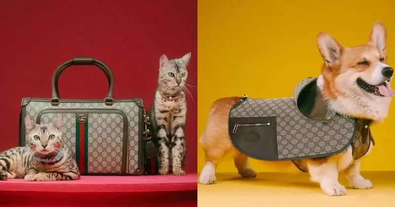 有片《Gucci推出超萌寵物系列「PET COLLECTION」》將復古華麗的時尚延伸到毛小孩領域 | 葉羊報報