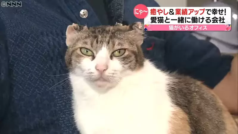 《日本辦公室養貓風氣》不但療癒了大家的心情，甚至還能有效提高公司業績 | 葉羊報報