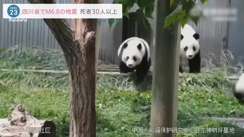 《中國四川6.8強震》位於成都動物園中的大熊貓都跑起來了 | 葉羊報報